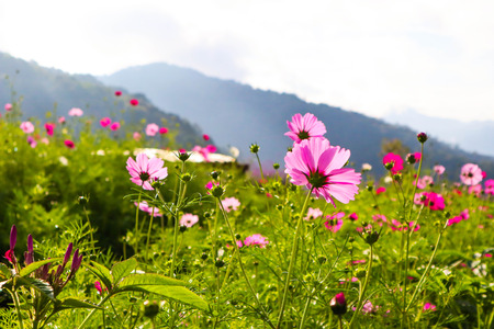 Pink flowers cosmos bloom beautifully to the morning light.の写真素材