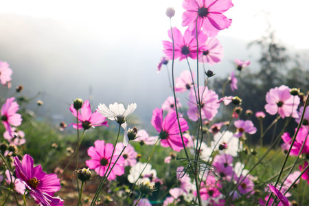 Pink flowers cosmos bloom beautifully to the morning light.の写真素材