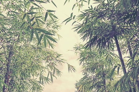 Bamboo branch in bamboo forest with sky.