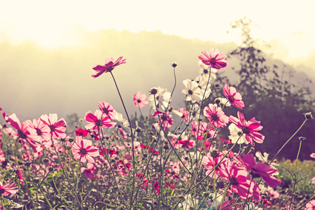 Pink flowers cosmos blooming  in summer .の写真素材