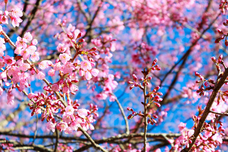 Pink sakura flower bloom in spring season.の写真素材