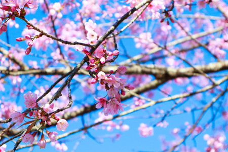 Pink sakura flower bloom in spring season.の写真素材