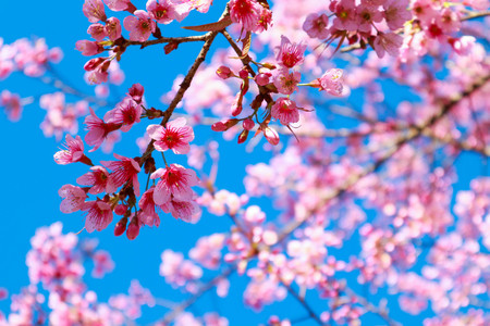 Pink sakura flower bloom in spring season.