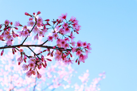 Cherry blossom sakura in spring season.