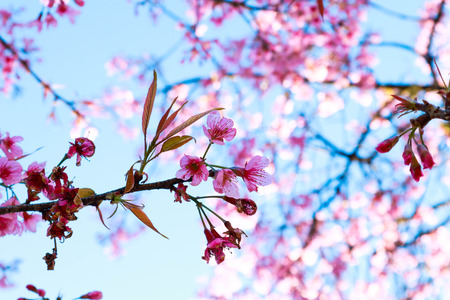 Beautiful cherry blossom sakura in spring time.の写真素材