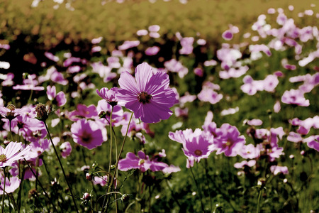 Pink cosmos flowers in garden.の写真素材