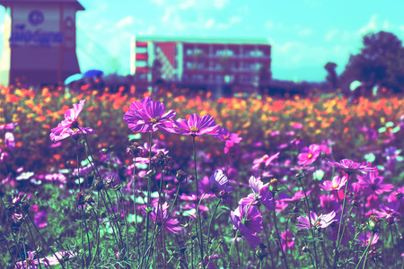 Beautiful cosmos flowers in gardenの写真素材