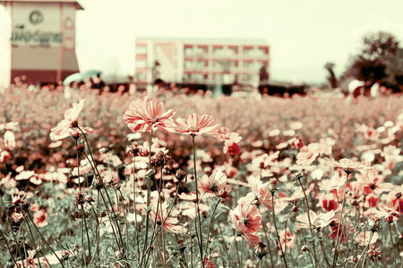 Beautiful cosmos flowers in gardenの写真素材