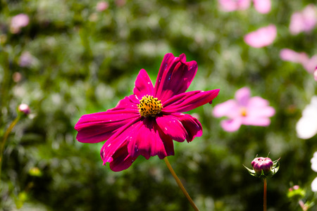 Pink cosmos flowers in garden.の写真素材