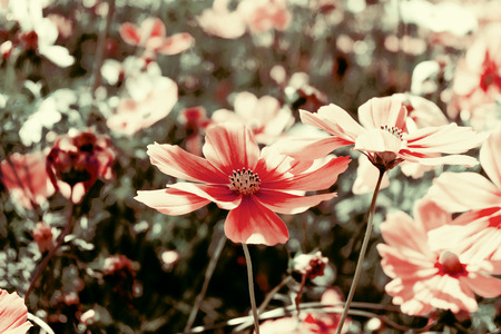Beautiful cosmos flowers in gardenの写真素材