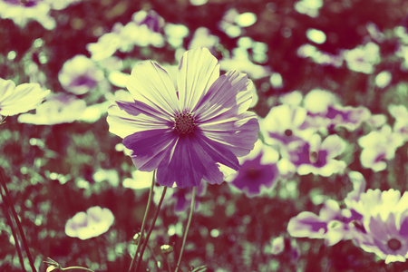 Pink cosmos flowers in garden.の写真素材
