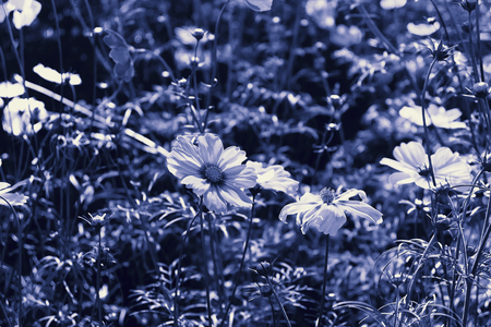 Pink cosmos flowers in garden.の写真素材