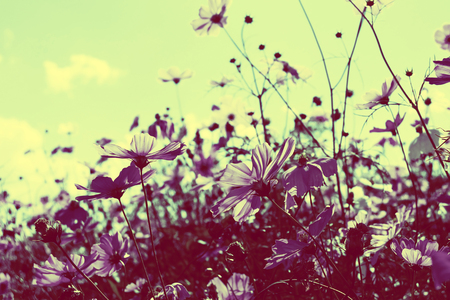 Pink cosmos flowers in garden.の写真素材