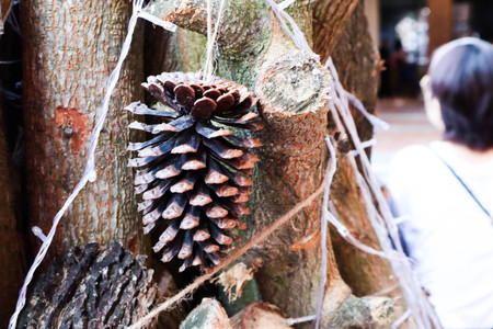 Pine Cone decorated on Christmas tree.の写真素材
