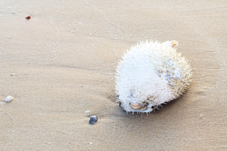 porcupine fish or blowfish on the beach.の写真素材