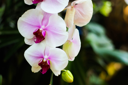 Branch of blooming pink orchid in garden.の写真素材