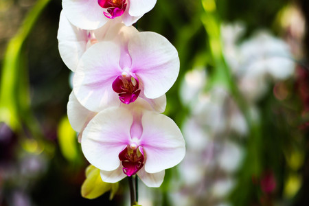 Orchid flower in orchid garden.の写真素材