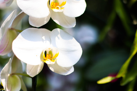 Orchid flower in orchid garden.の写真素材