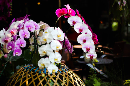 Orchid flower in orchid garden.の写真素材