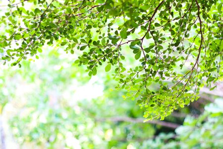 Growth leaf tree nature fresh green bush, tree bokeh background.の写真素材