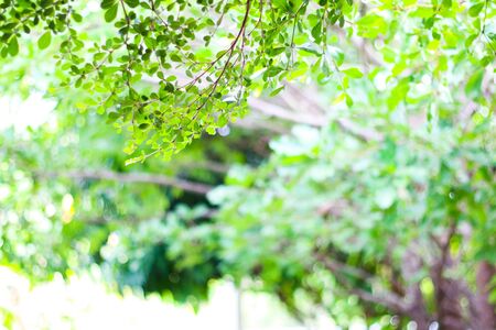 Growth leaf tree nature fresh green bush, tree bokeh background.の写真素材