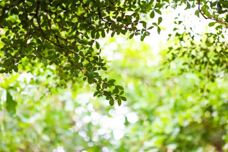 Growth leaf tree nature fresh green bush, tree bokeh background.の写真素材