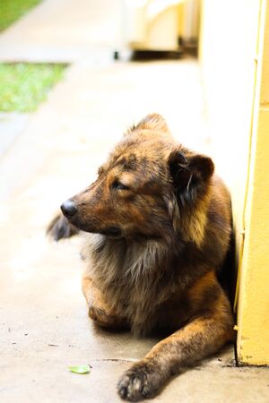 Alone Dog Looking around at Home.の写真素材
