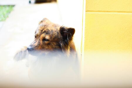 Alone Dog sleeping at Home.の写真素材