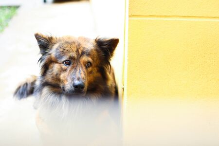 Alone Dog Looking around at Home.の写真素材