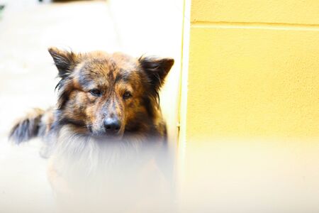 Alone Dog sleeping at Home.の写真素材