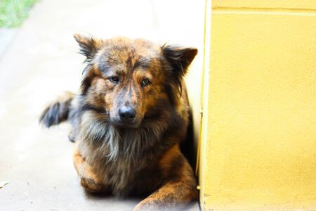 Alone Dog sleeping at Home.の写真素材