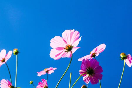 Field of cosmos flower blooming  at garden.の写真素材