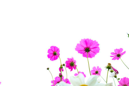 pink cosmos flowers are bloom on a white background.の写真素材