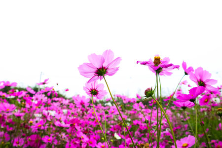 pink cosmos flowers are bloom on a white background.の写真素材