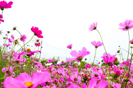 Beautiful cosmos flower blooming in the field.の写真素材