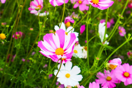 Pink Cosmos in a flower garden,autumn scenery.の写真素材