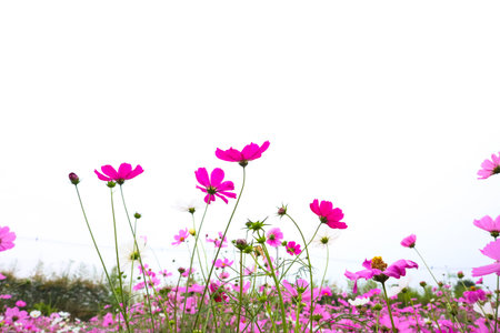 Beautiful cosmos flower blooming in the field.の写真素材