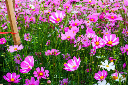 Pink Cosmos in a flower garden,autumn scenery.の写真素材