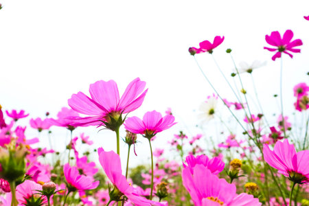 Beautiful cosmos flower blooming in the field.の写真素材
