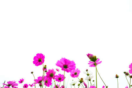 pink cosmos flowers are bloom on a white background.の写真素材