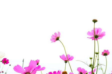 pink cosmos flowers are bloom on a white background.