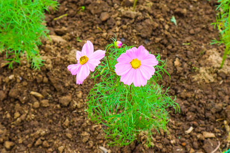 Beautiful cosmos flower in garden.の写真素材