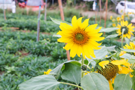 Sunflowers growing in a field in summer time.の写真素材