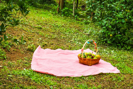 Picnic with orange in orange garden.の写真素材