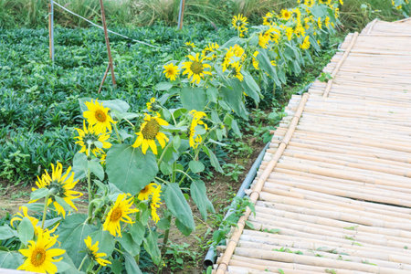 Sunflowers growing in a field in summer time.の写真素材