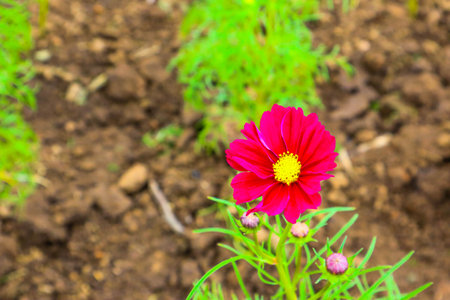 Beautiful cosmos flower in garden.の写真素材