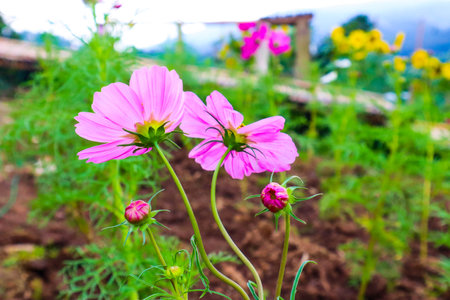 Beautiful cosmos flower in garden.の写真素材