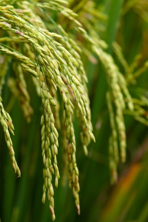 Rice Paddyの写真素材