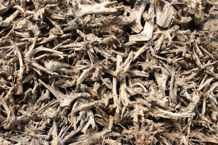  Seamlessly tiling roots wallの写真素材