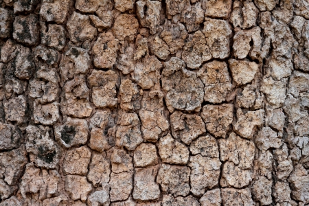 Bark of Tree, Natural Patternの写真素材